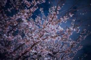 写真作品