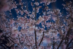 写真作品