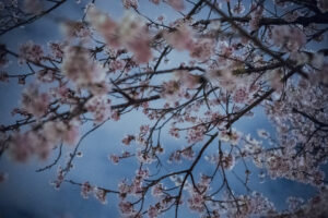 写真作品