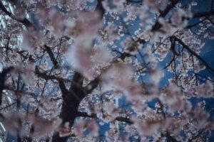 写真作品