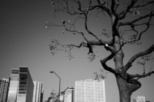 写真作品