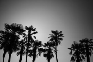 写真作品