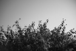写真作品