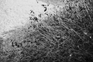 写真作品