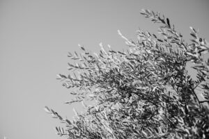 写真作品