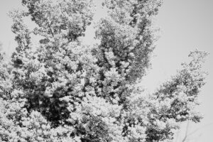 写真作品