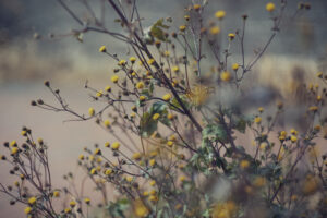 写真作品