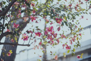写真作品