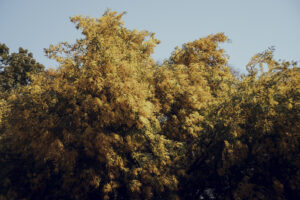 写真作品