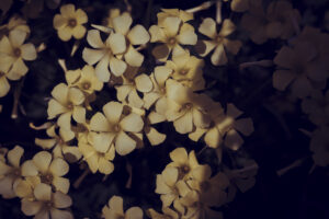 写真作品