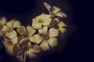 写真作品