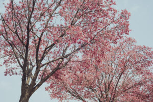 写真作品