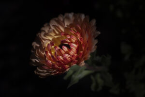 写真作品
