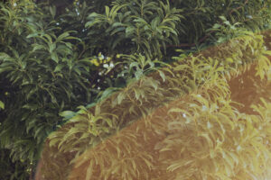 写真作品