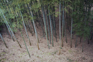 写真作品
