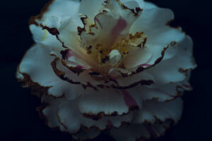 写真作品
