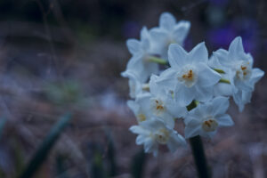 写真作品