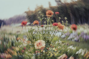写真作品