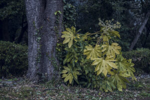 写真作品