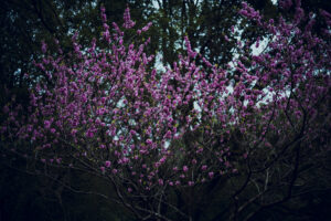 写真作品
