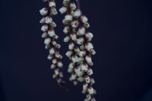 写真作品