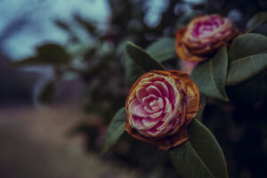 写真作品