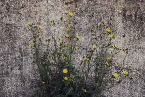 写真作品