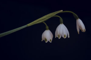 写真作品