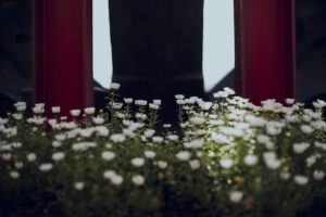 写真作品