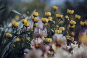 写真作品