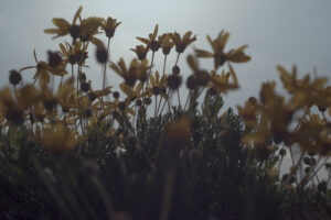 写真作品