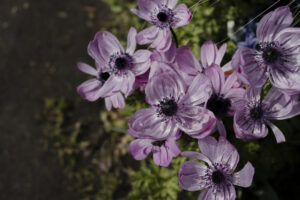 写真作品