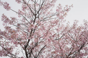 写真作品