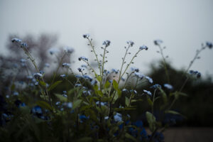 写真作品