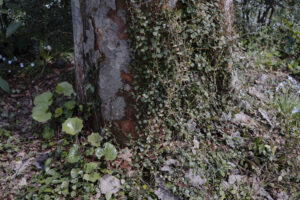 写真作品