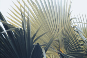 写真作品