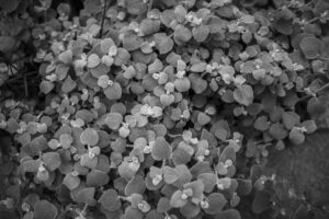 写真作品