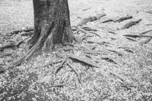 写真作品