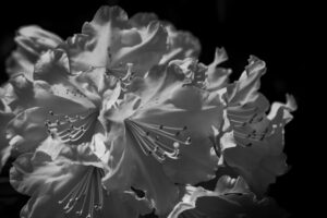 写真作品