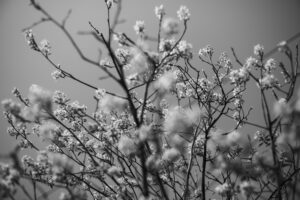 写真作品