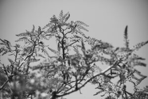 写真作品