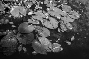 写真作品