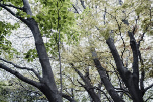写真作品