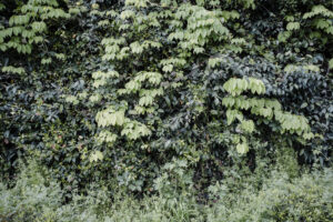 写真作品