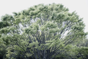 写真作品