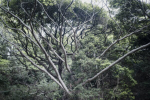 写真作品