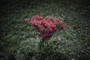 写真作品