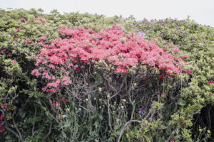 写真作品