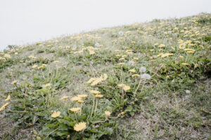 写真作品