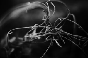 写真作品